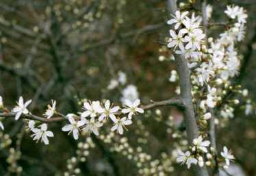 cvet trnjine